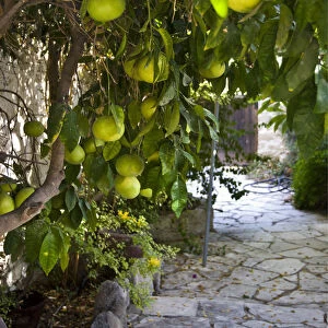 Grapefruits growing in courtyar of house in Psematismenos, Cyprus credit: Marie-Louise