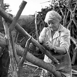 Mrs Henniker making fencing poles at Chilham Kent 1949