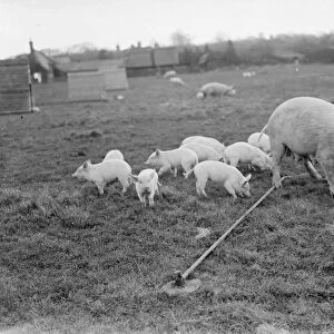 Pigs at Homewoods Farm in Seal, Kent. A sow, tethered to the ground, rummages