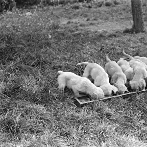 Puppies eating out of a trough at the South Darenth Kennels in Kent
