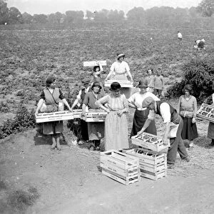Strawberry harvest. 1934