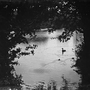 Swan on lake. 1938