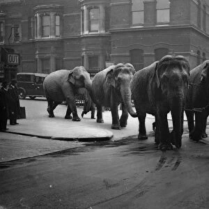 Unwieldly travellers! Elephants arrive at Waterloo. Waterloo Station had rather