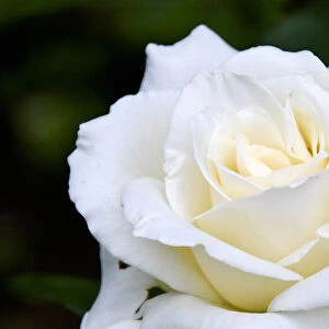 White iceberg full blown rose in garden setting. credit: Marie-Louise Avery / thePictureKitchen