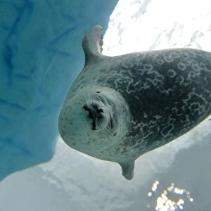 Japan-Animal-Seal
