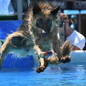 Splash Dogs Jumping Competition