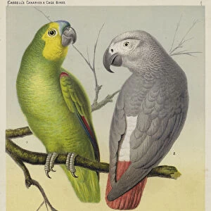 Amazon Parrot, Grey Parrot (colour litho)