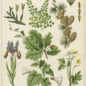 Botany (colour litho)