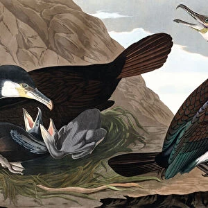 Common Cormorant, Phalacrocorax Carbo, from "The Birds of America"by John J