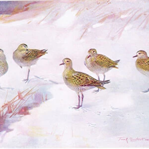 Dunlin in the lee of the sand dunes (litho)