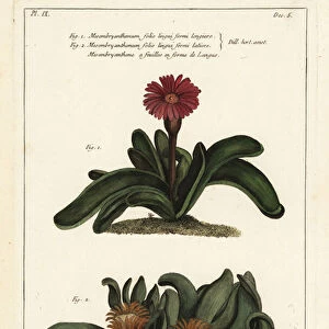 Elkhorn plant, Rhombophyllum dolabriforme (Hatchet-leaved fig marigold, Mesembryanthemum dolabriforme)