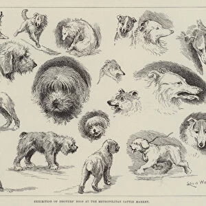 Exhibition of Drovers Dogs at the Metropolitan Cattle Market (engraving)