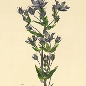 Felwort (Sweertia perennis) (colour litho)