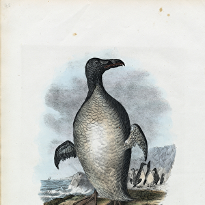 Great Auk, 1863-79 (colour litho)