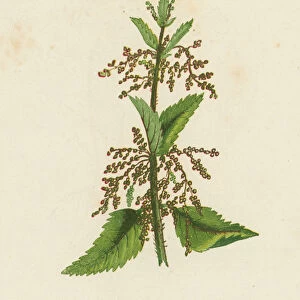 Green Nettle, Urtica Dioica (colour litho)