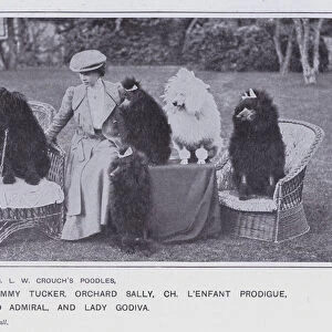 Group of Mrs L W Crouchs Poodles (b / w photo)