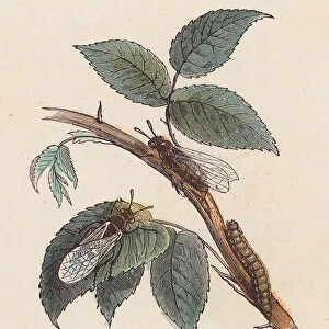 Insects and caterpillar on a plant (coloured engraving)