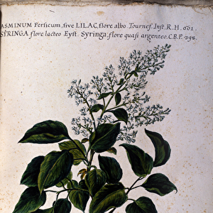 Jasmine branch. Plate from a 17th century herbarium