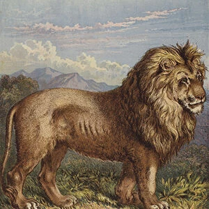 Lion (colour litho)
