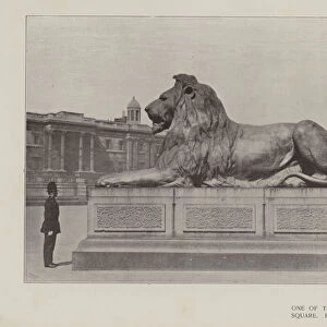 One of the Lions in Trafalgar Square (b / w photo)