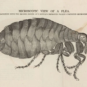 Microscopic view of a flea (engraving)