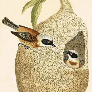 Penduline Tits Related Images