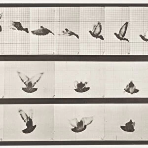 Plate 755. Pigeon; Flying, 1885 (collotype on paper)