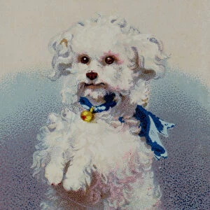 Poodle with blue ribbon (colour litho)