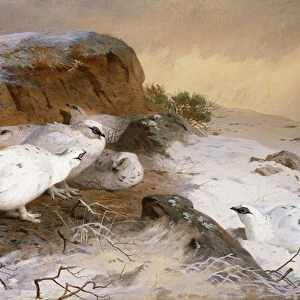 Ptarmigan in the Snow, 1898 (pencil and watercolour)