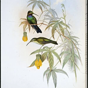 Schreibers Humming-bird (Ionolaima Schreibersi) (hand-coloured litho)