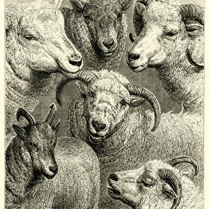 Sheep of the British Isles (engraving)
