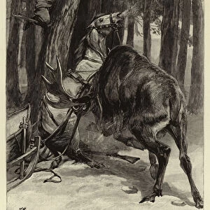 A Squatters Adventure with a Moose in New Hampshire, USA (engraving)