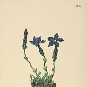 Triglav Gentian (Gentiana terglouensis, Gentiana imbricata) (colour litho)