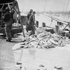 Unloading Gortons codfish, Gloucester, Massachusetts, c. 1905 (b / w photo)