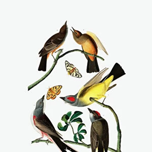 Three Varieties of Flycatcher, from "The Birds of America"by John J
