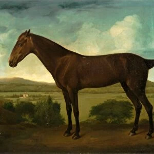 Brown Horse in a Hilly Landscape, unknown artist, 18th century, British