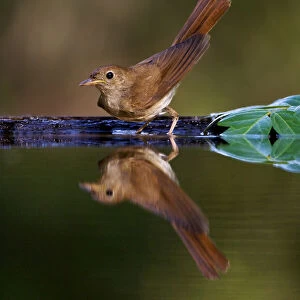 Common Nightingale standing at water edge with cocked tail, Luscinia megarhynchos