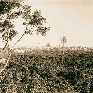 Jaffa Joppa environs orange groves 1898 Israel