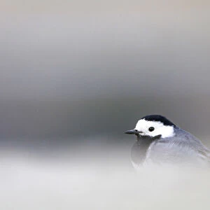 White Wagtail perched on ground, Motacilla alba, Netherlands
