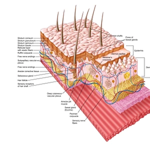 Anatomy of the human skin