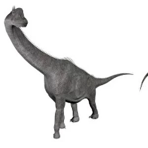 Brachiosaurus, Dicraeosaurus, Diplodocus and Spinophorosaurus