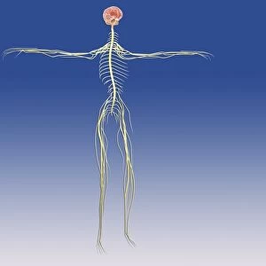 Central nervous system with human brain
