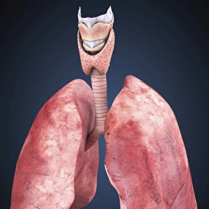 Three dimensional view of human lungs