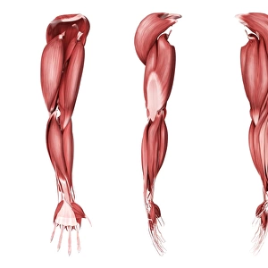 Medical illustration of human arm muscles, four side views