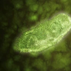 Microscopic view of protozoa