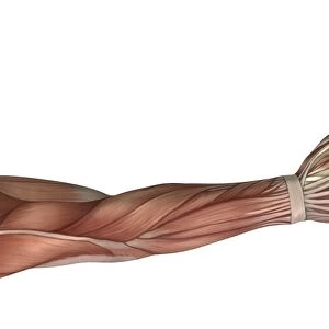 Muscle anatomy of the human arm, posterior view