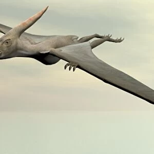 Two pteranodon dinosaurs flying in cloudy sky