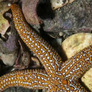 Starfish lying on sea floor amid shells in Atlantic Ocean