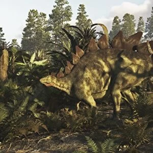 A Stegosaurus hanging out