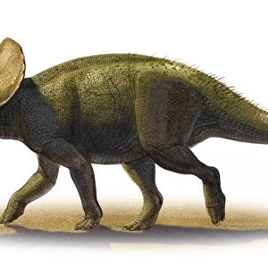 Turanoceratops tardabilis, a prehistoric era dinosaur